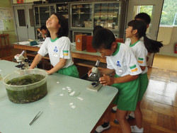 三室小学校 6月24日 水中の小さな生物の観察 5年理科